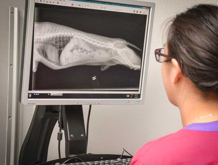 Pet Digital Radiology